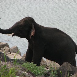 Asian Elephant Indian Udaele