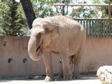 Asian Elephant Indian Zoo_de_la_Barben_20100605_076