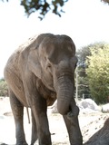 Asian Elephant Indian Zoo_de_la_Barben_20100605_081