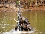 Asian Elephant Indian swimmingNagarhole National Park