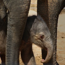 Asian Elephant Indian young baby newborn