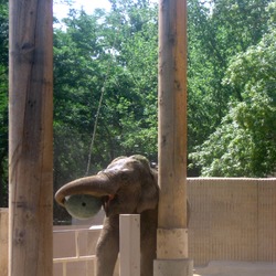 Asian Elephant Indian zoo enrichment