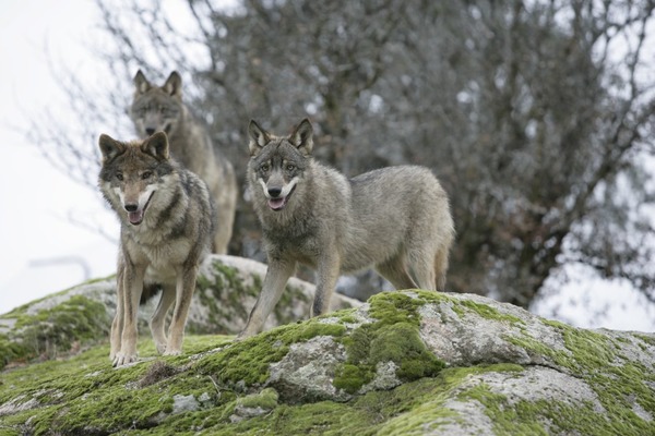 Grey Wolf  Signatus Canis Lupus
