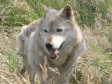 Grey Wolf Canis LupusWolf moult