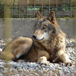 Grey Wolf Canis lupus lycaon
