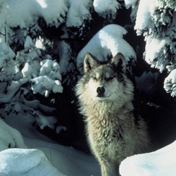 Grey Wolf Canis lupus standing snow