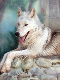 Grey Wolf Canis lycaon Canis Lupus