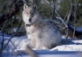 Wolf Photo Gallery