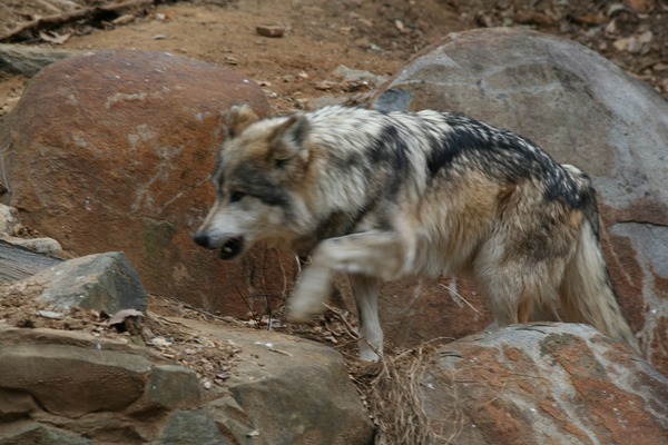 Grey Wolf Captive Mexican Wolf National Zoo Canis Lupus