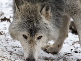 Grey Wolf MC_Timberwolf Canis Lupus