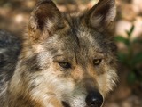 Grey Wolf Mexican Wolf Canis Lupus
