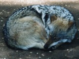 Grey Wolf MexicanWolf2 Canis Lupus