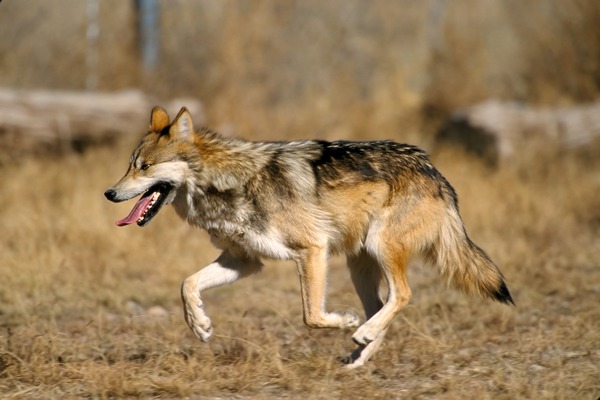 Grey Wolf Mexican_Wolf_2_yfb-edit_1 Canis Lupus