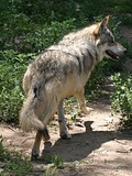 Grey Wolf Mexican_Wolf_running Canis Lupus