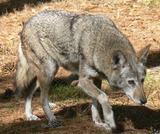 Wolf Photo Gallery