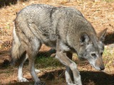 Grey Wolf Red Wolf Albany Chehaw Canis Lupus