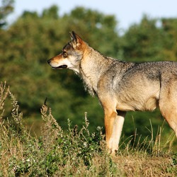 Grey Wolf Scandinavian_grey_wolf_Canis_lupus_ Canis Lupus