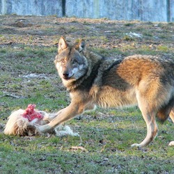 Grey Wolf Tierpark_Sababurg_Wolf Canis Lupus