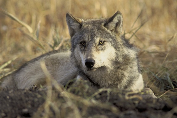 Grey Wolf laying grass Canis Lupus