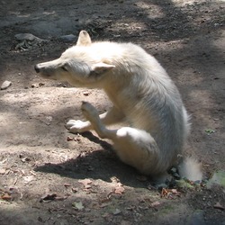 Grey Wolf occidentalis ZOO Olomouc Canis Lupus