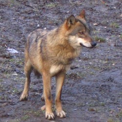 Grey Wolf prague zoo Canis Lupus