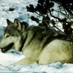Grey Wolf snow radio collar Canis Lupus