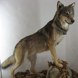 Grey Wolf taxidermy Canis Lupus