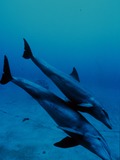 Bottlenose Dolphin Bottlenose_dolphin_mother_and_juvenile Tursiops Delphinidae delfin