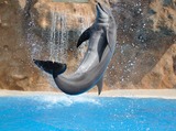 Bottlenose Dolphin Photo Gallery