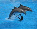 Bottlenose Dolphin Dolphins Loro_Parque  Tursiops Delphinidae