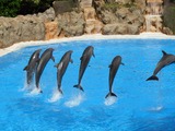 Bottlenose Dolphin Dolphins_at_Loro_Parque_09v2 Tursiops Delphinidae delfin