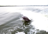 Bottlenose Dolphin Photo Gallery