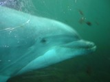 Bottlenose Dolphin Photo Gallery