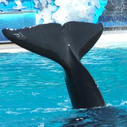 Orca Orcinus Killer Whale  fluke tail_waving02