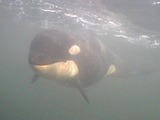 Orca Orcinus Killer Whale A73_underwater