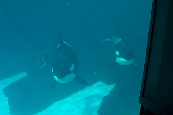 Orca Orcinus Killer Whale Killer_Whale_Family