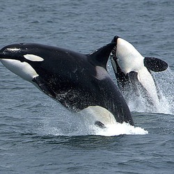 Orca Orcinus Killer Whale Killerwhales_jumping