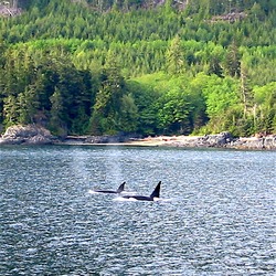 Orca Orcinus Killer Whale Orca_1