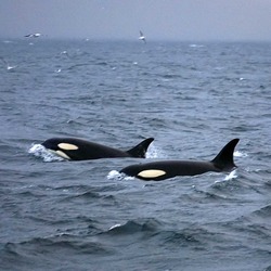 Orca Orcinus Killer Whale Orca_lofoten