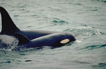 Orca Orcinus Killer Whale Orca_mother_calf