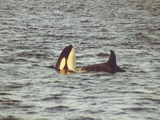 Orca Orcinus Killer Whale Orca_tysfjord1