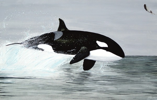 Orca Orcinus Killer Whale Orcinus_orca-Zeichnung