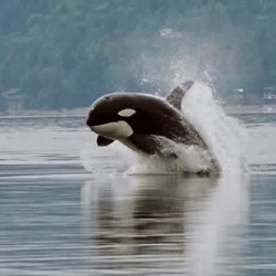 Orca Orcinus Killer Whale puget sound porpoising