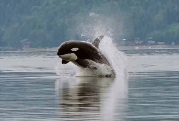 Orca Orcinus Killer Whale puget sound porpoising