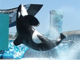 Orca Orcinus Killer Whale sea world Breaching