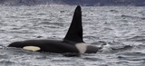 Orca Photo Gallery