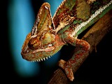 Chameleon Chamaeleonidae Lizard Photo CameleOn Chameleon_Wroclaw_ZOO