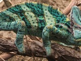 Chameleon Chamaeleonidae Lizard Photo Cameleon Veiled_chameleon,_Boston_(cropped)_jpg