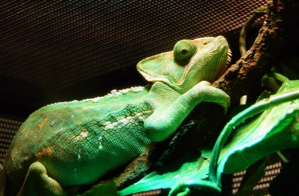 Home  Chameleon