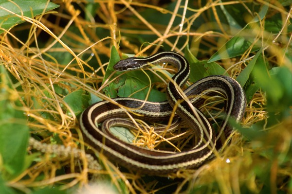 Colubridae Thamnophis garden snake common picture gater serpent Eastern_Ribbon_Snake